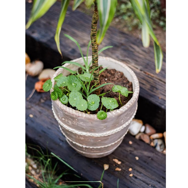 Handcrafted Textured Terracotta Plante
