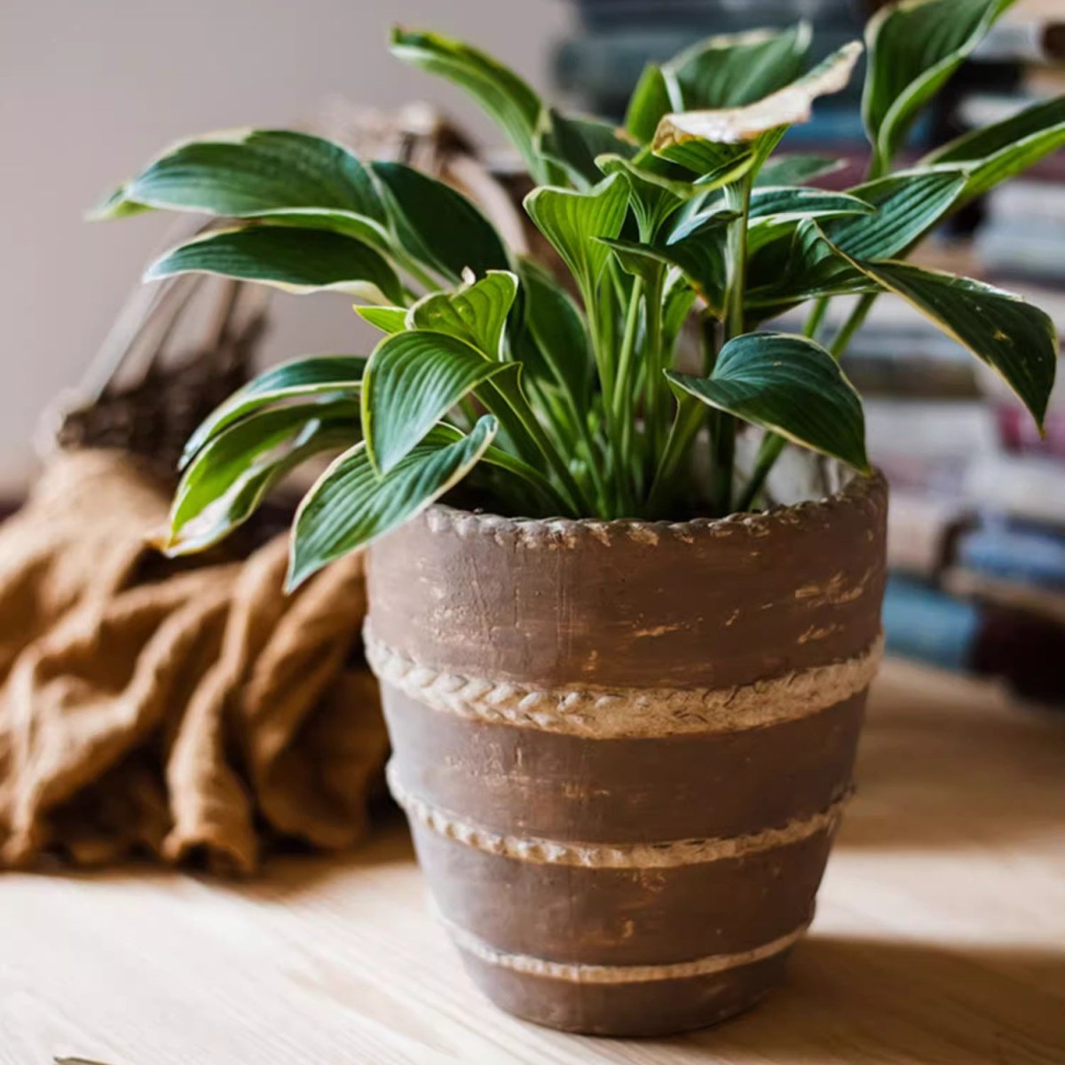 Handcrafted Textured Terracotta Plante
