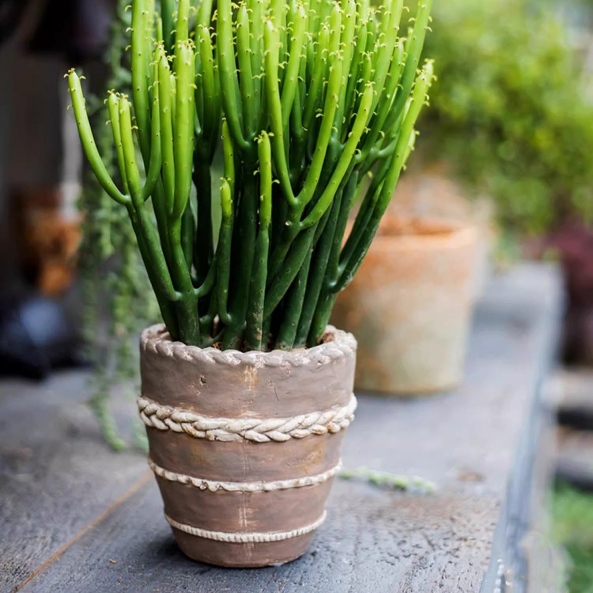 Handcrafted Textured Terracotta Plante